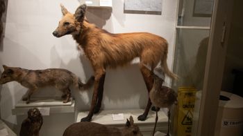 Media type: image;   Mammalogy 27905 Description: Mounted Maned wolf in display case at HMNH.;